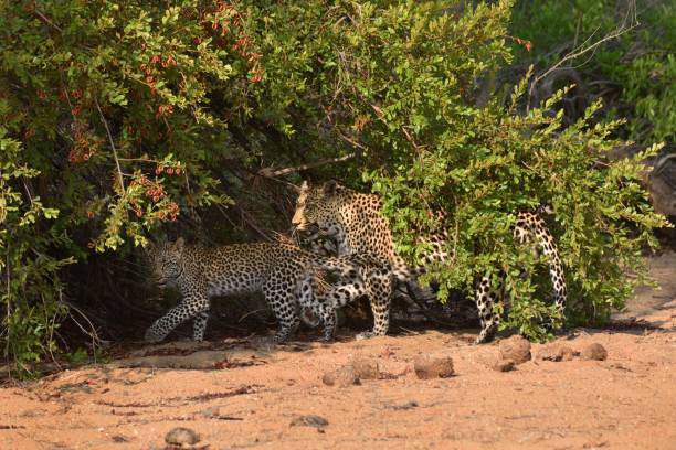 istock Leopards hunting in african bush 1224731172