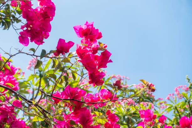 istock Bougainvillea flowers 1224731924