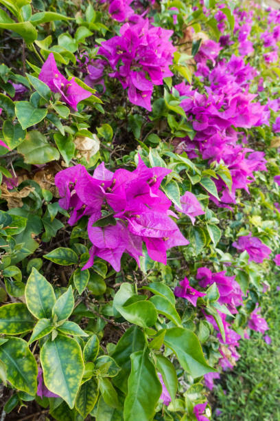 istock Purple Bougainvillea flowers 1224732038