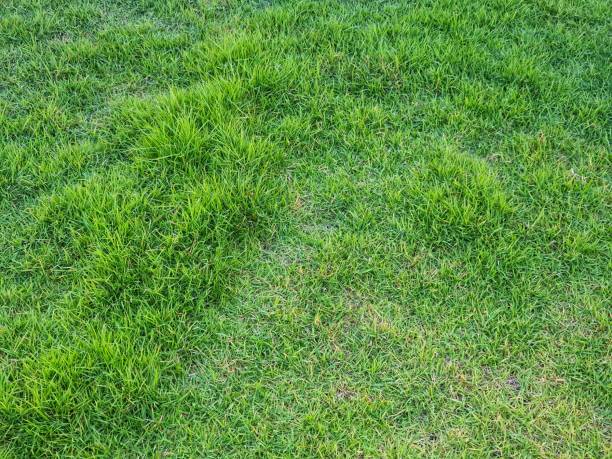 istock grass background in the park with copy space. 1224733053