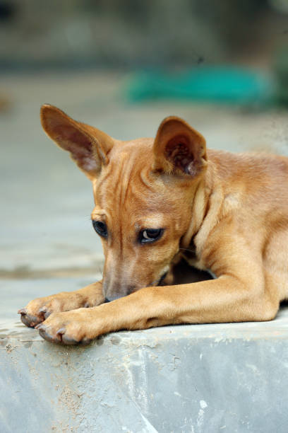 istock Cute little indian dog 1224733861