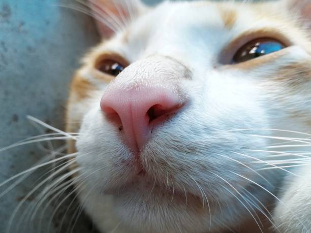 istock close pink nose of cat 1224734398