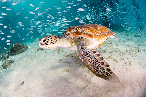 Turtle and coral reefs