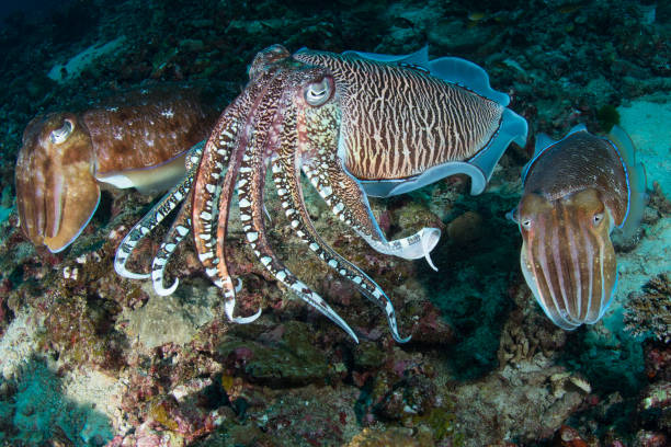 cuttlefish - choco imagens e fotografias de stock