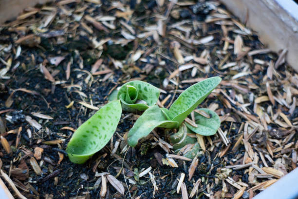 istock Young giant squill measles leaf plant 1224736588