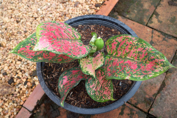 The Aglaonema modestum flower blooming