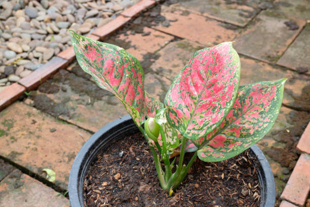 istock The Aglaonema modestum flower blooming 1224736593
