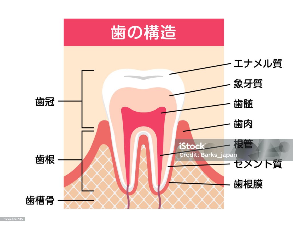歯の解剖学平らなベクトルのイラスト ( 日本語 ) - 歯のロイヤリティフリーベクトルアート