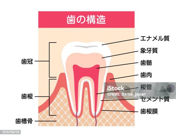 歯の解剖学平らなベクトルのイラスト - 歯のベクターアート素材や画像を多数ご用意 - 歯, 物の構造, エナメル