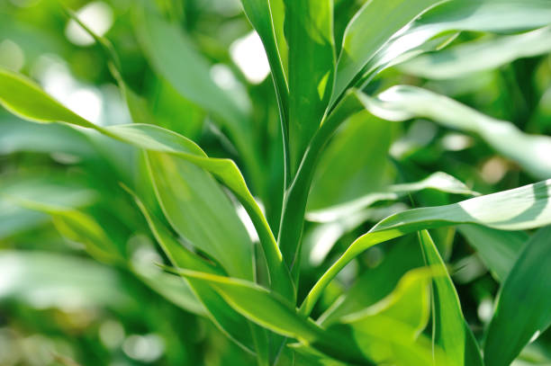 dracaena braunii ou folhagem verde bambu da sorte, também conhecida como dracaena sanderiana em alta definição. - dracaena sanderiana - fotografias e filmes do acervo