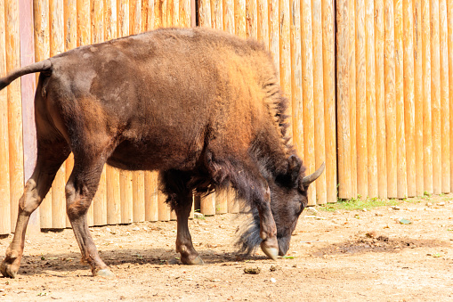 European bison (Bison bonasus), also known as wisent, auroch in a paddock at farmyard