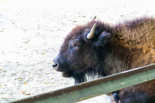 europäischer bison (bison bonasus), auch bekannt als wisent, auroch in einem fahrerlager auf dem bauernhof - auroch stock-fotos und bilder