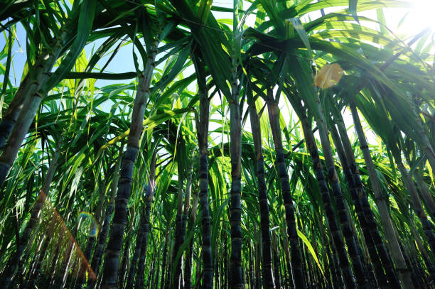 istock Sugarcane plants growing at field 1224740958