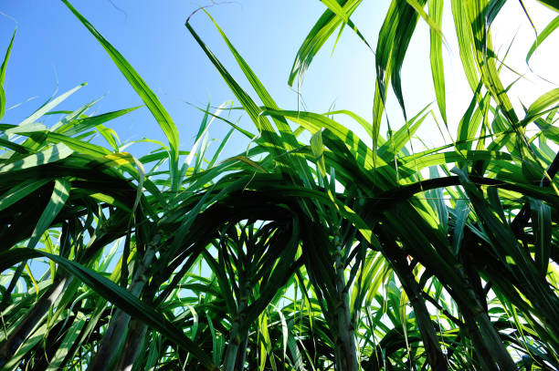 istock Sugarcane plants growing at field 1224741028