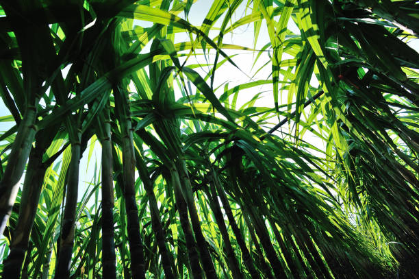 istock Sugarcane plants growing at field 1224741043