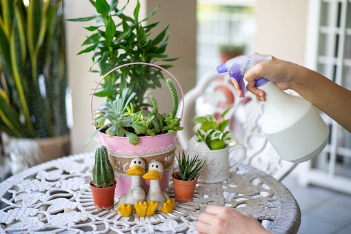 Young asian woman gardening in the house alone