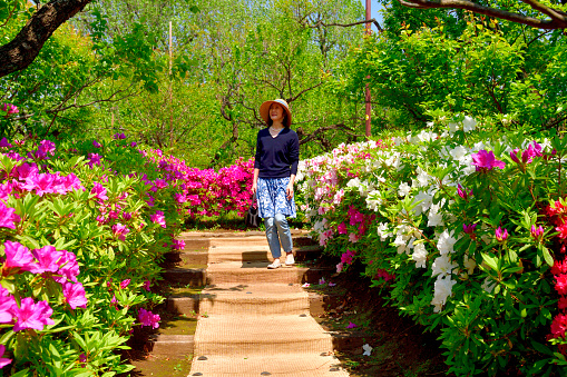 A Japanese woman is walking, and enjoying azalea flowers of different colors in full bloom, in Hanegi Park, a public park in Setagaya Ward, Tokyo, on a fine spring day. The green leaves in the background are those of plum trees, for which the park is famous.