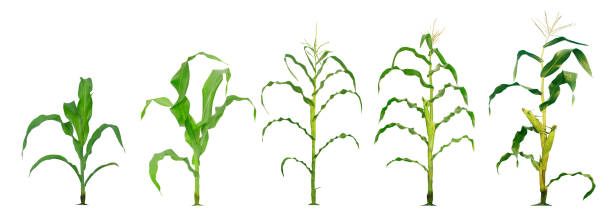 istock Corn plant  growing isolated on white background for garden design 1224742099
