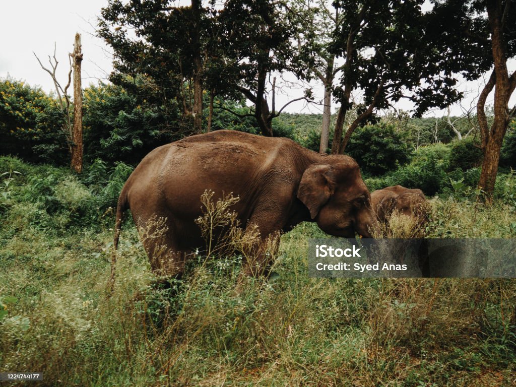 A Happy Smiling Female Asian Elephant Near Ooty India Stock Photo - Download Image Now - iStock A Happy Smiling Female Asian Elephant Near Ooty India Stock Photo - Download Image Now - iStock