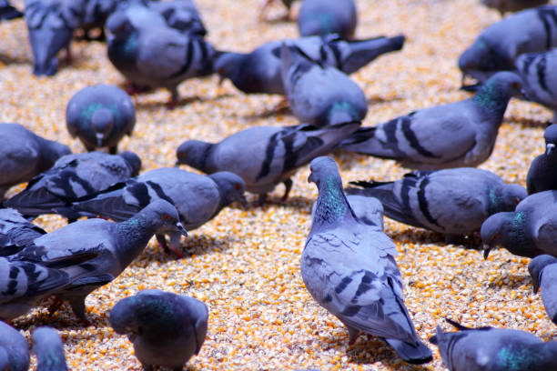 istock Pigeons eating food 1224744274