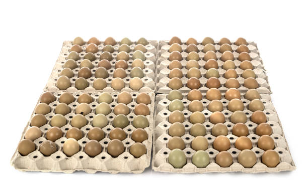 group of pheasant eggs - groupped imagens e fotografias de stock