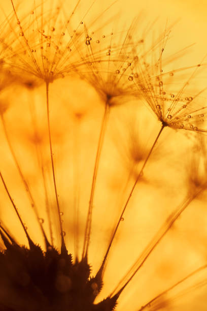 dandelion fiore palla di soffiata con gocce d'acqua sfondo super macro - dandelion water dandelion seed dew foto e immagini stock