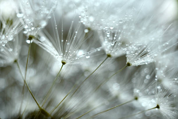istock dandelion blowball flower with water drops super macro background 1224745248