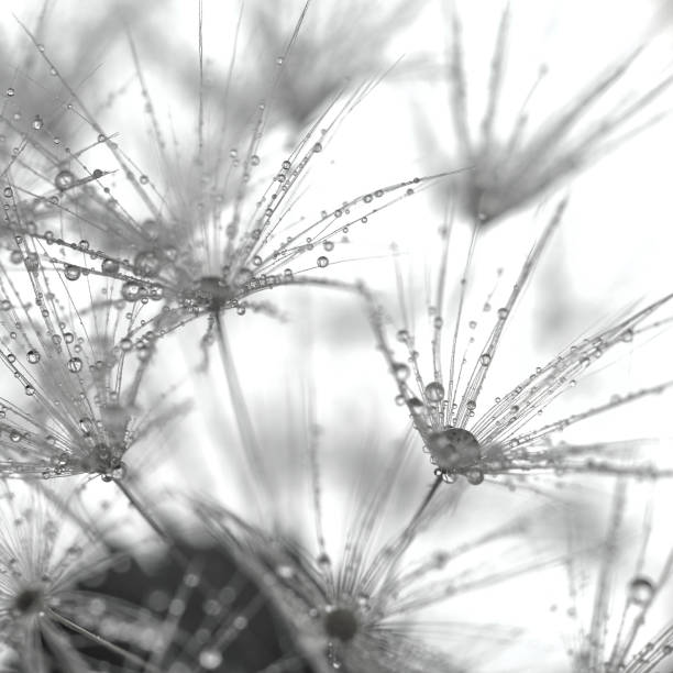 istock dandelion blowball flower with water drops super macro background 1224745277