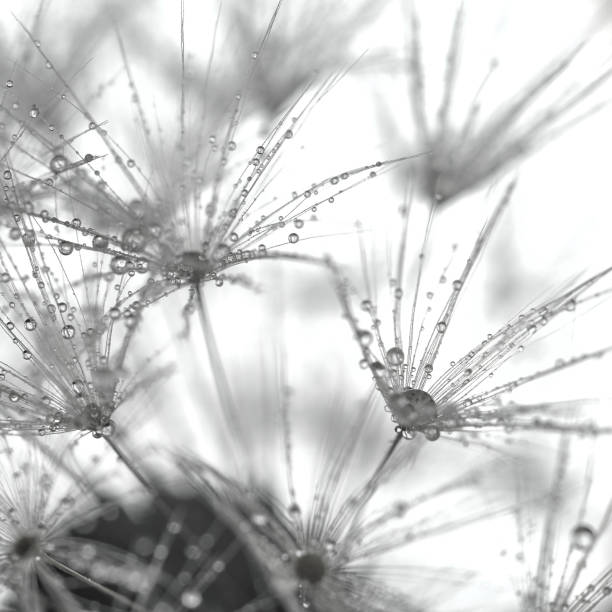 kwiat dmuchawy mniszka lekarskiego z kroplami wody super makro tło - dandelion water dandelion seed dew zdjęcia i obrazy z banku zdjęć