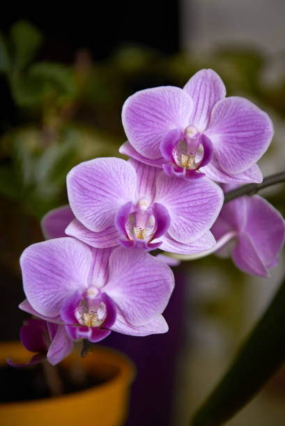 istock pink orchid in a pot 1224745350