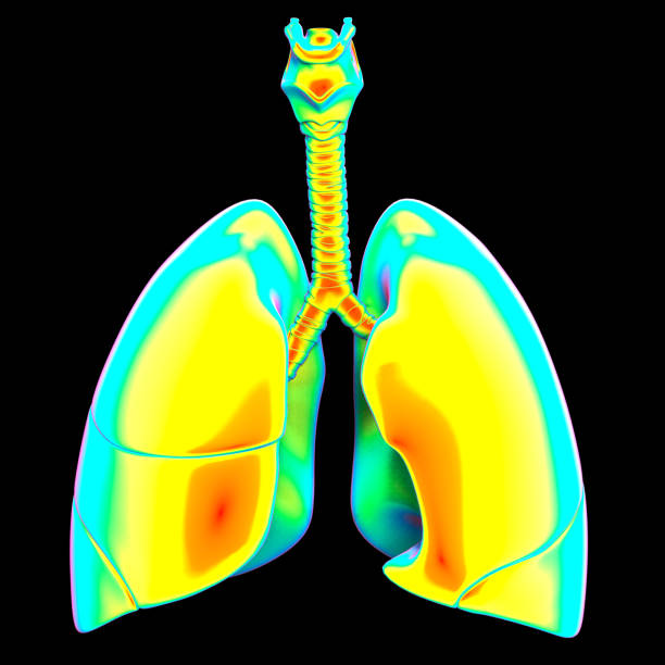 istock Human Respiratory System Lungs Anatomy 1224746300