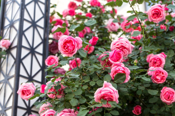 istock Chinese rose in full bloom 1224747225