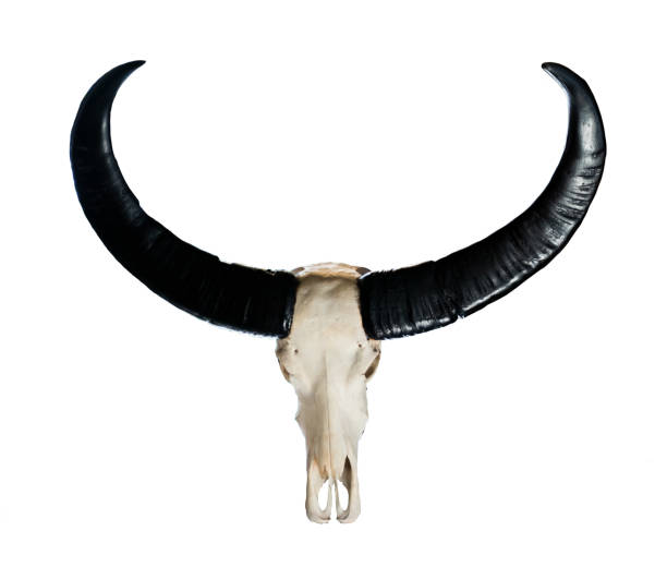 istock The buffalo skull Taxidermy 1224747419