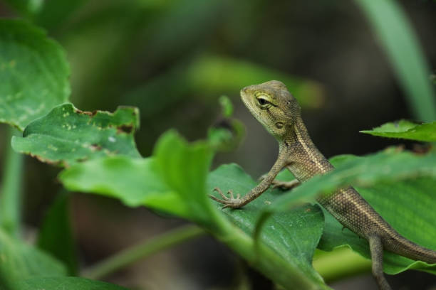 istock Indian girgit or garden lizard or chameleon on a green plant looking at something 1224747509