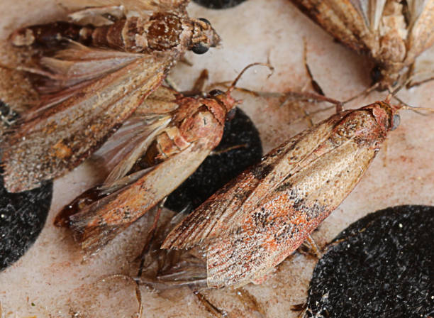 istock Indianmeal moth also called flour moth is an insect that infests 1224748305
