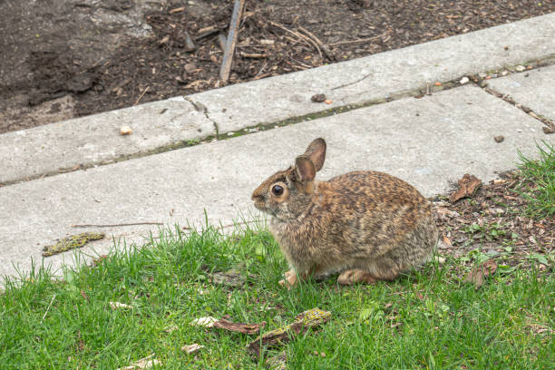 istock A brown wild rabbit with ears perked sits resting on a patch of grass in the parkway next to a concrete curb in the city of Chicago. 1224748340