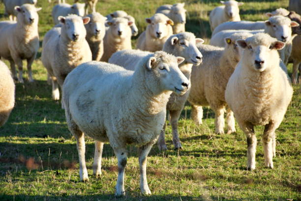 istock New Zealand Sheep in Field 1224748436