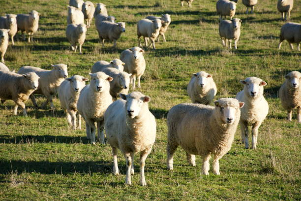 istock New Zealand Sheep in Field 1224748445