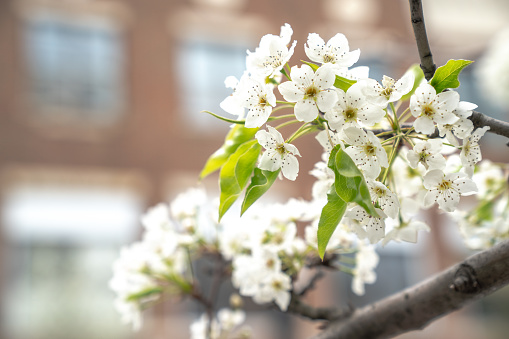 Close up of little white spring flower blossoms and green leaves covering a tree branch in an urban setting and a building out of focus in the background in the springtime.