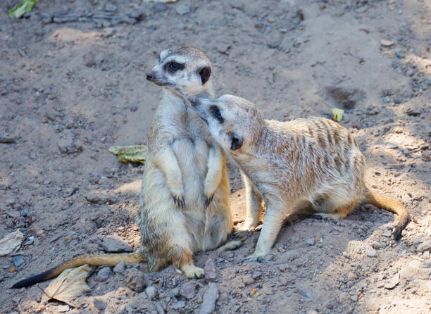 istock The pair of meerkats. 1224748550