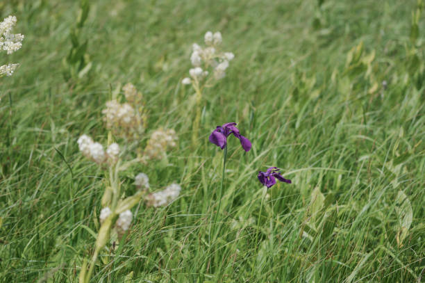 Rabbitear Iris Rabbitear Iris iris laevigata stock pictures, royalty-free photos & images