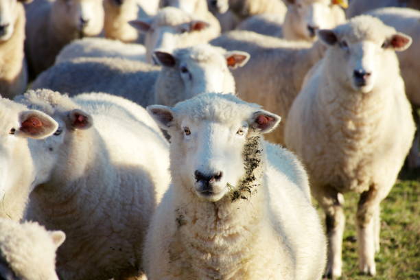 istock New Zealand Sheep in Field 1224749265