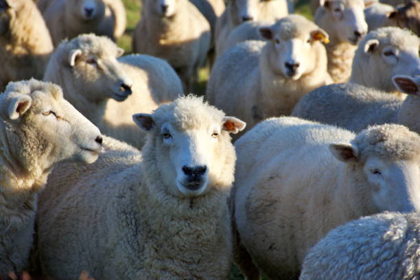istock New Zealand Sheep in Field 1224749336