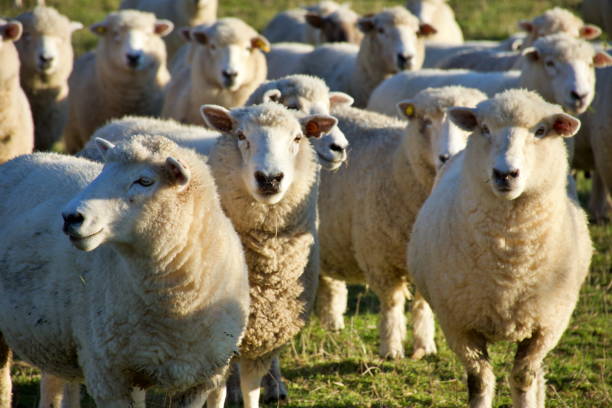 istock New Zealand Sheep in Field 1224749639