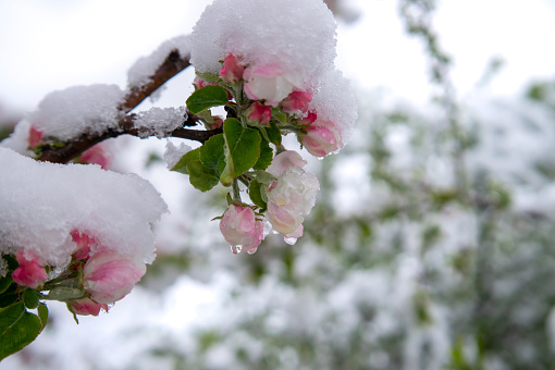 Spring snow covering fresh pink apple tree blossoms on the tree in unseasonable weather in a close up view in a garden setting