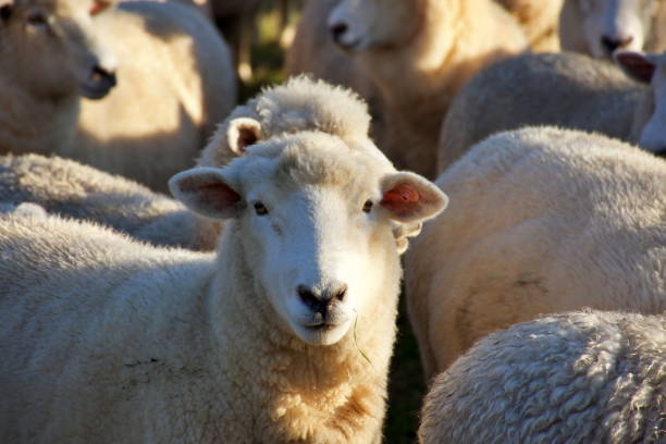 istock New Zealand Sheep in Field 1224749948