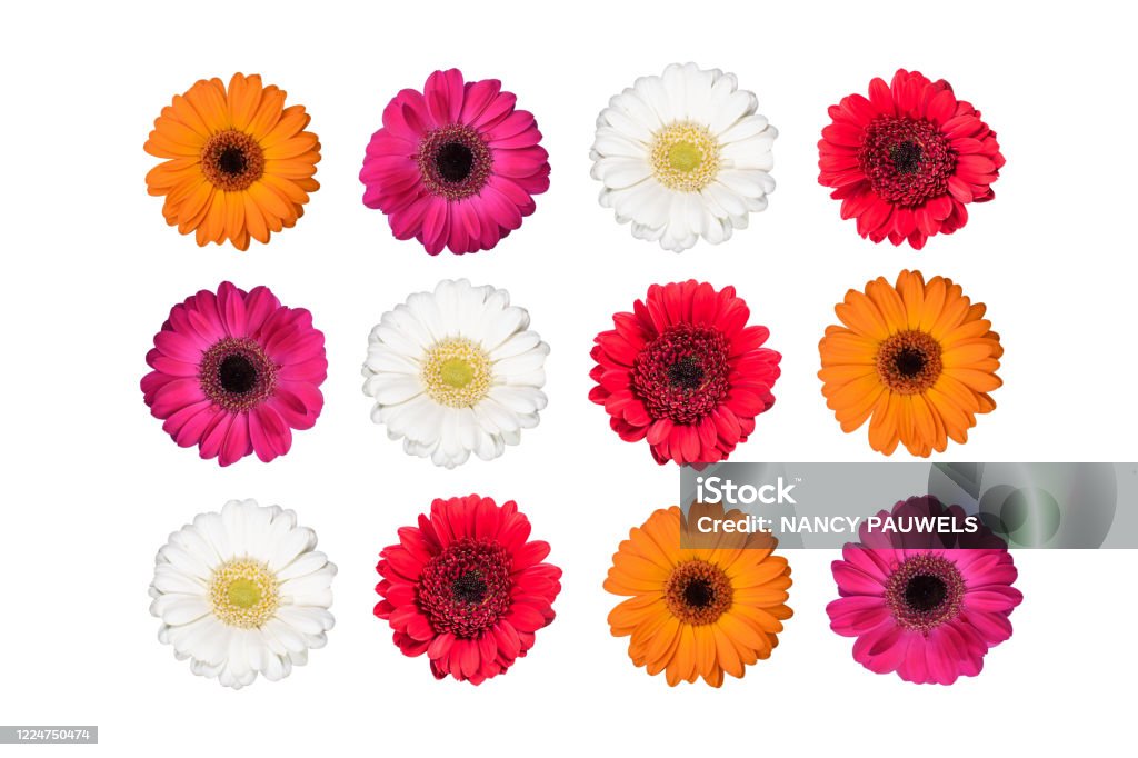 Conjunto De Coloridas Flores De Gerbera Aisladas En Blanco Foto de stock y  más banco de imágenes de Fondo blanco - iStock