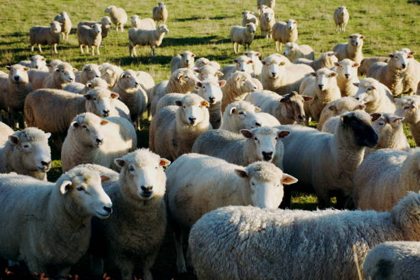 istock New Zealand Sheep in Field 1224750922