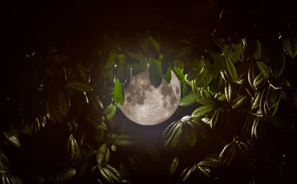 Moon in the middle of the leaves. Illustration rendering effect.