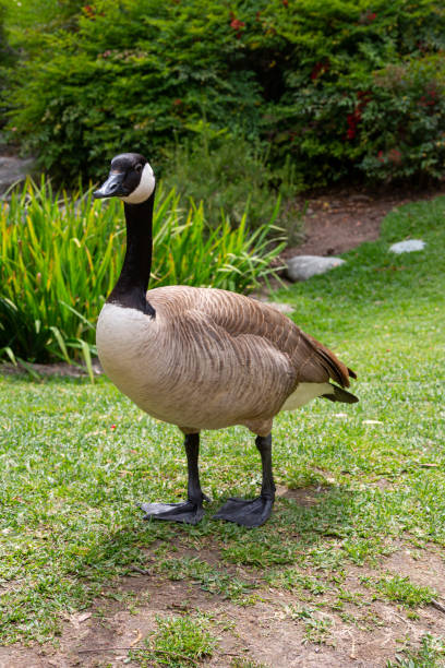 istock Canada goose standing on a grass lawn 1224751529